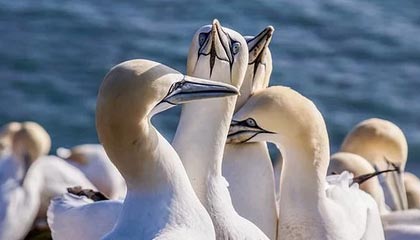 九游娱乐(jiuyou)官网-格鲁吉亚女篮在欧洲锦标赛中展现崭新势力，期待突破，格鲁吉亚参加过欧洲杯吗