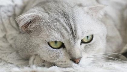 九游娱乐(jiuyou)官网-格鲁吉亚女篮在欧洲锦标赛中展现崭新势力，期待突破，格鲁吉亚参加过欧洲杯吗