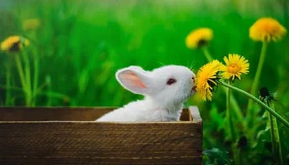 九游jiuyou-大牌阵容未能发挥应有水平