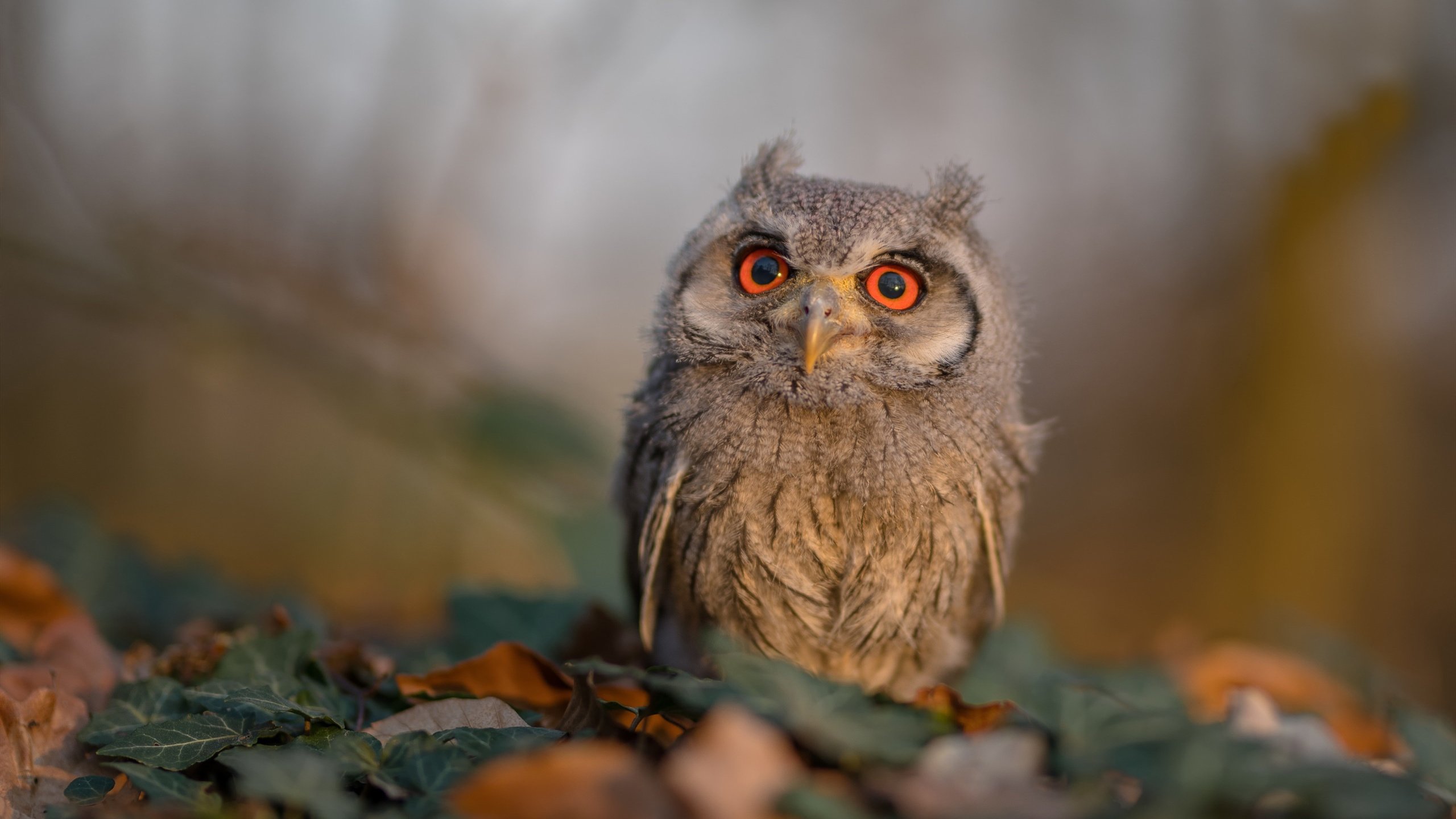 中巡赛与腾讯战略合作,推动赛事数字化转型,中巡赛官网直播