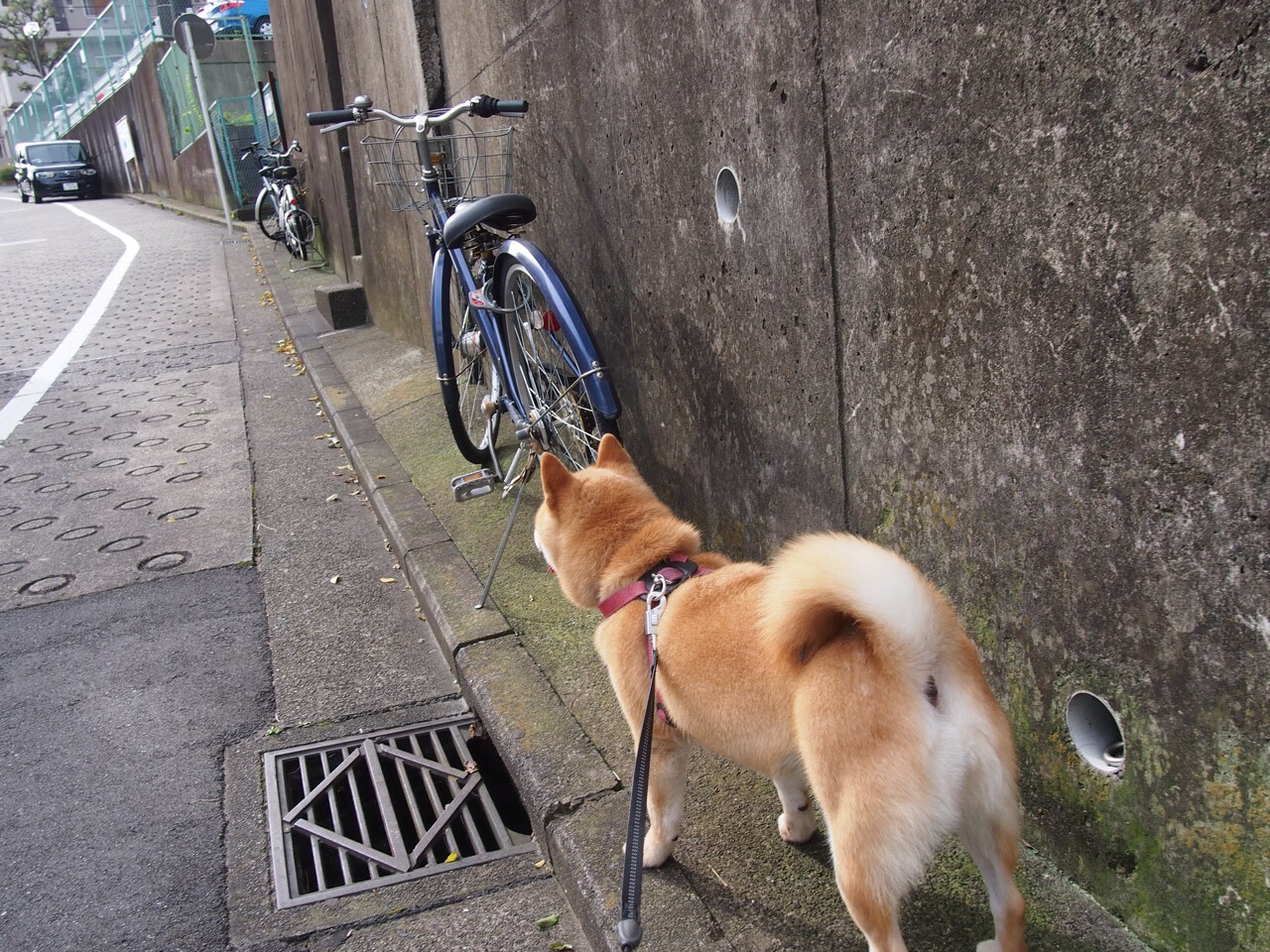 国际冠军挑战赛:冠军为荣耀而战,国际冠军杯赛制