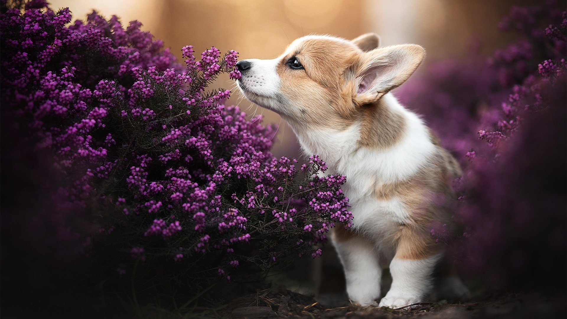 快船团队合作日益默契,冲击联盟前三名!,快船队知名人物