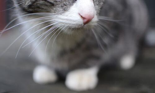 快船团队合作日益默契,冲击联盟前三名!,快船队知名人物