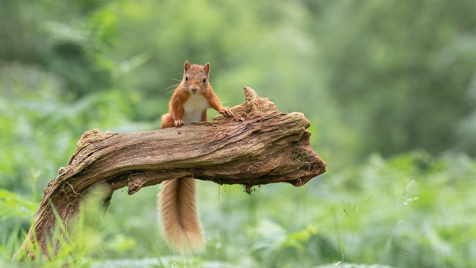 托蒂职业生涯画上完美句点,托蒂颜值巅峰