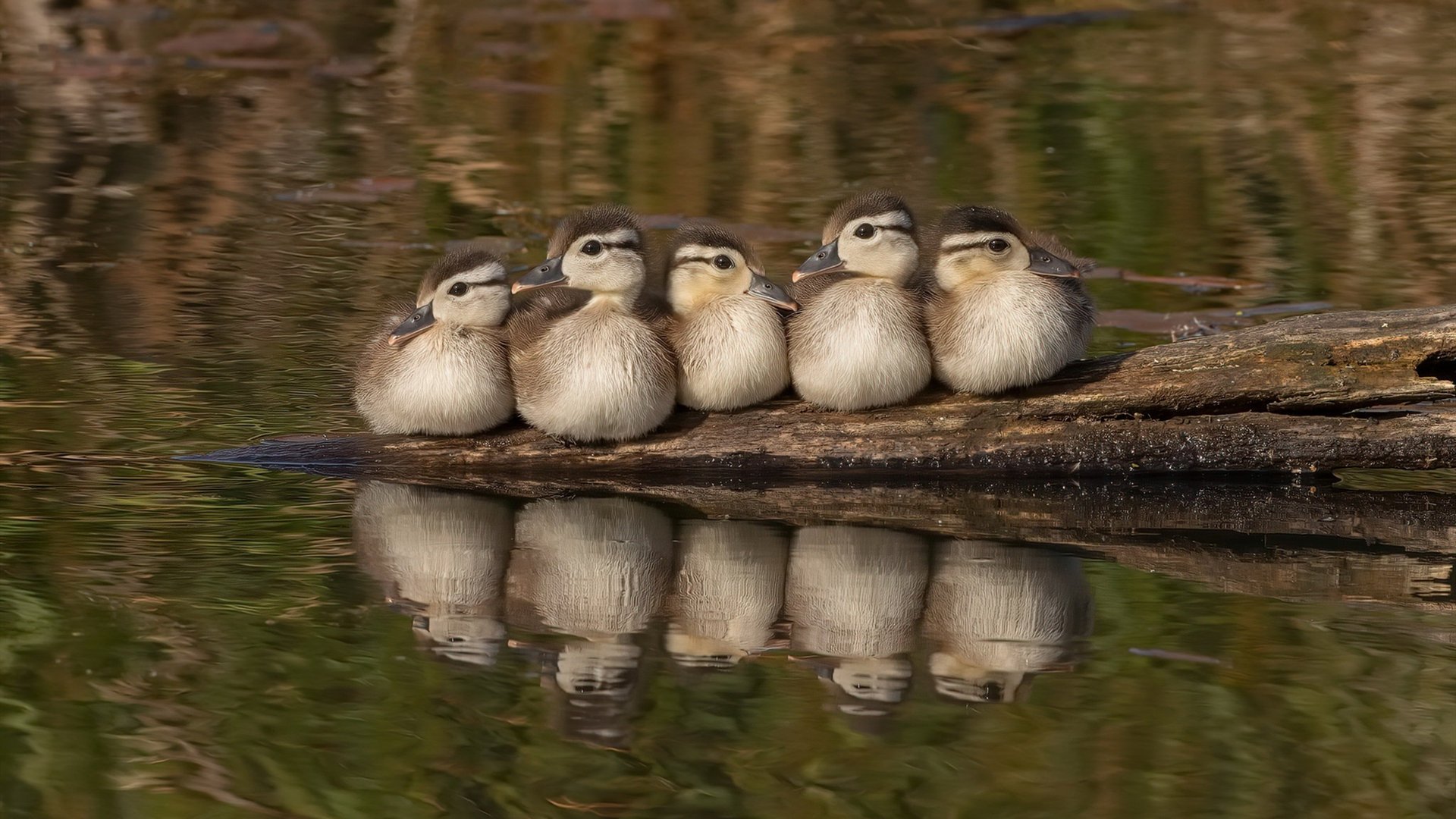 九游(jiuyou)官方网站-金子豪夺2024武夷山国际公开赛冠军，2020武夷山超级山径赛