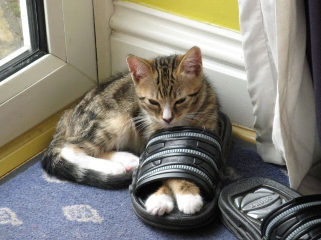 九游-青少年“健康运动”篮球公益巡展在成都持续进行，推广全民健身运动