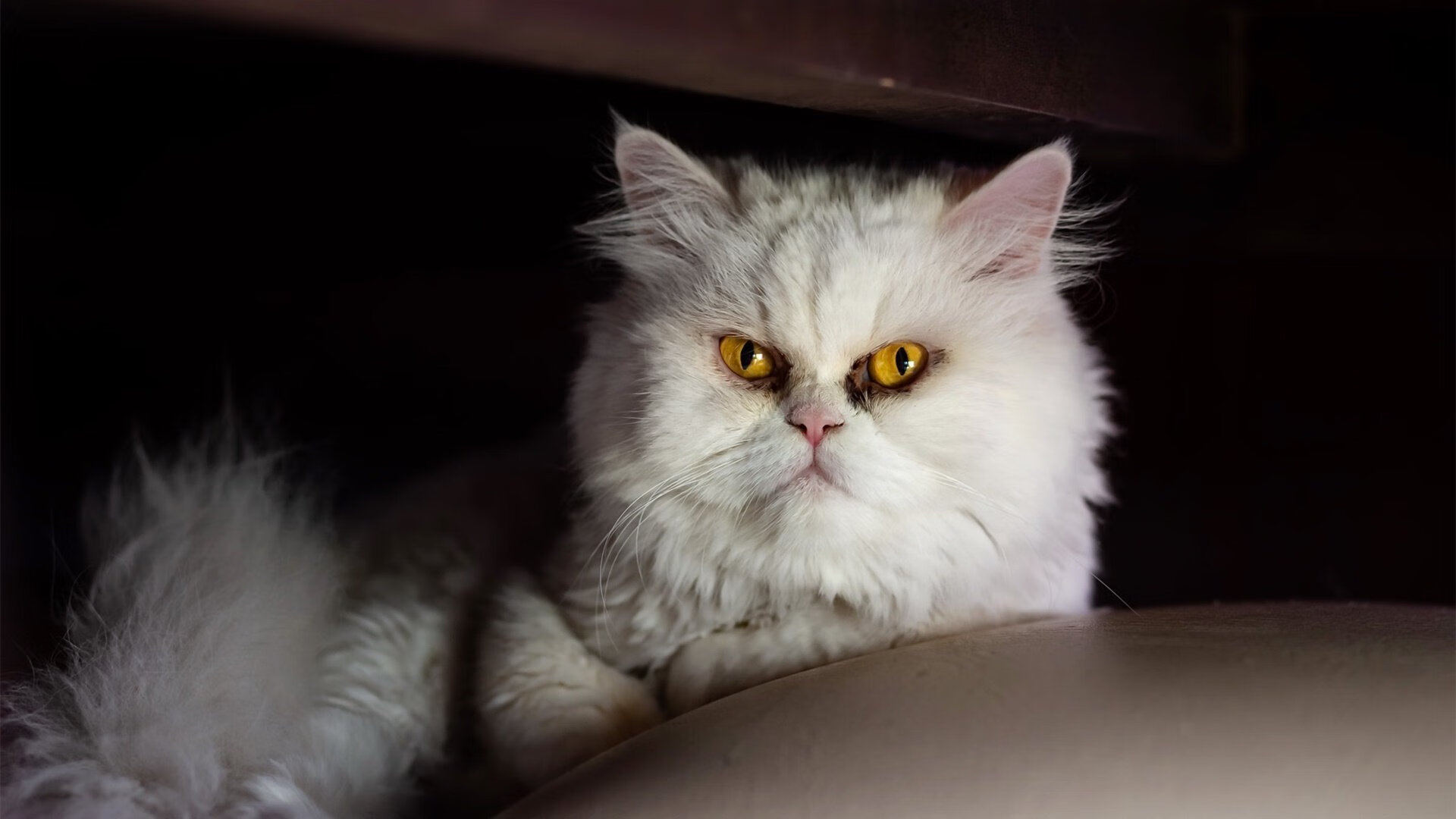 Jiu You-那不勒斯客场取胜，冲击前四，那不勒斯比赛结果