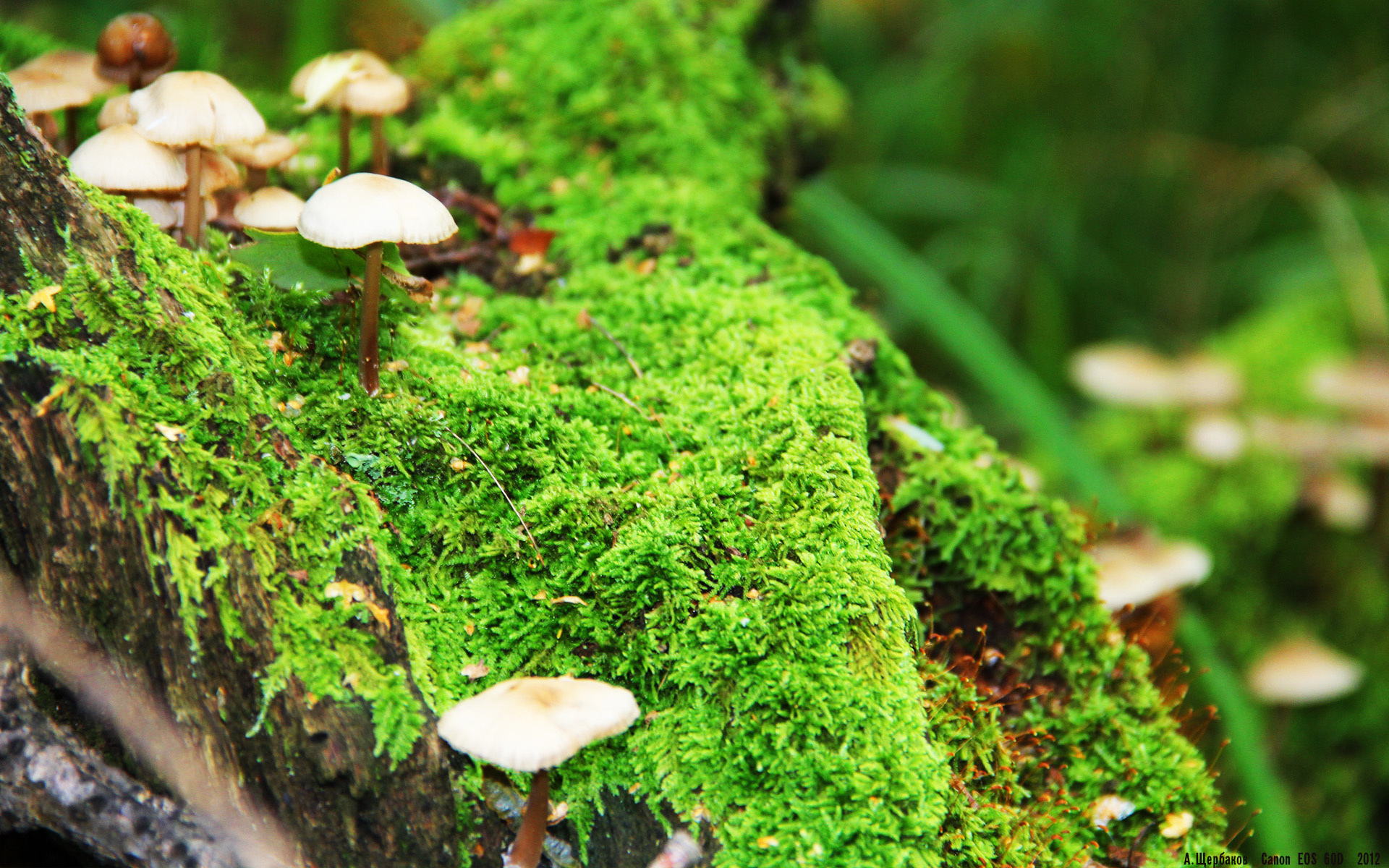 九游9游-高原雪地橇比赛，冰雪中的速度盛宴，雪橇在雪地起什么作用