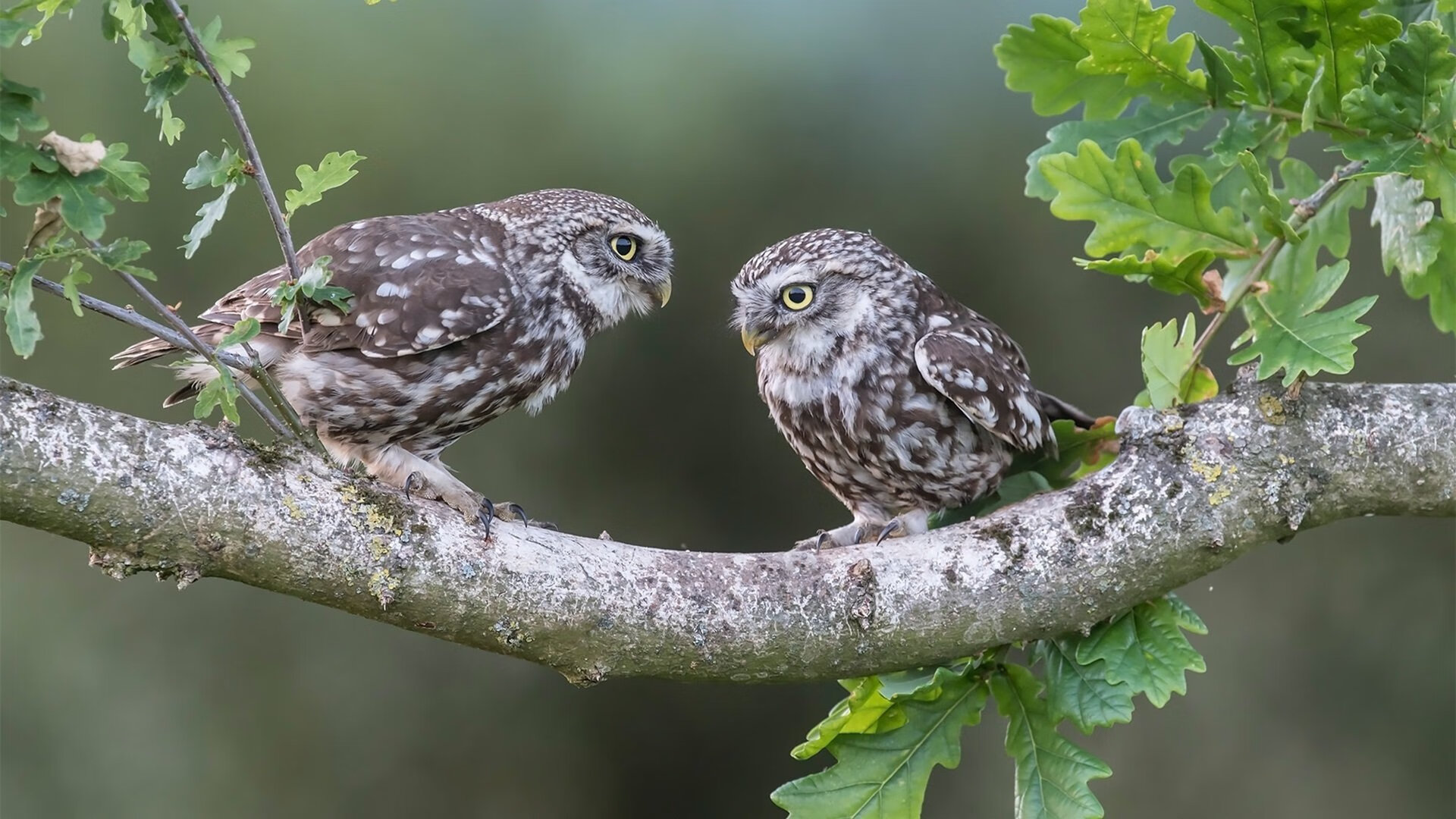 WNBA明星球员表现持续抢眼,wnba明星队