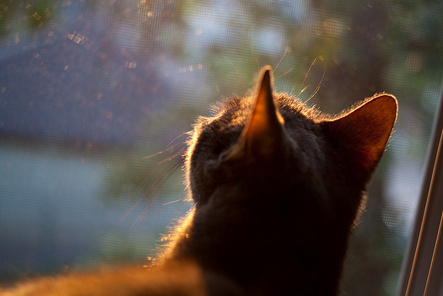 TL教练组调整战术方向,tl教练jatt